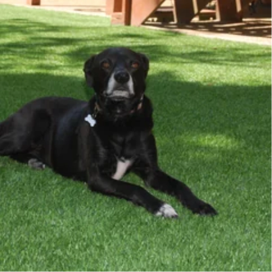 Black dog resting on a pet-friendly Albuquerque artificial turf backyard lawn