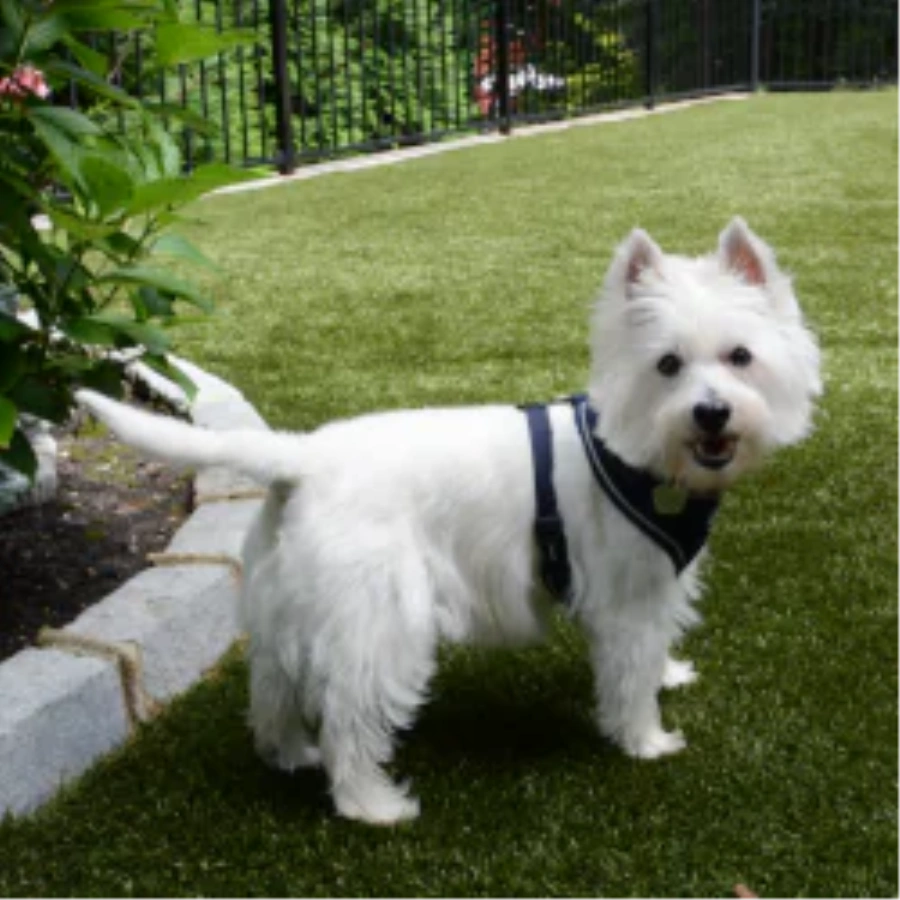 Pet Turf for Apartment Communities and Dog Parks in Albuquerque