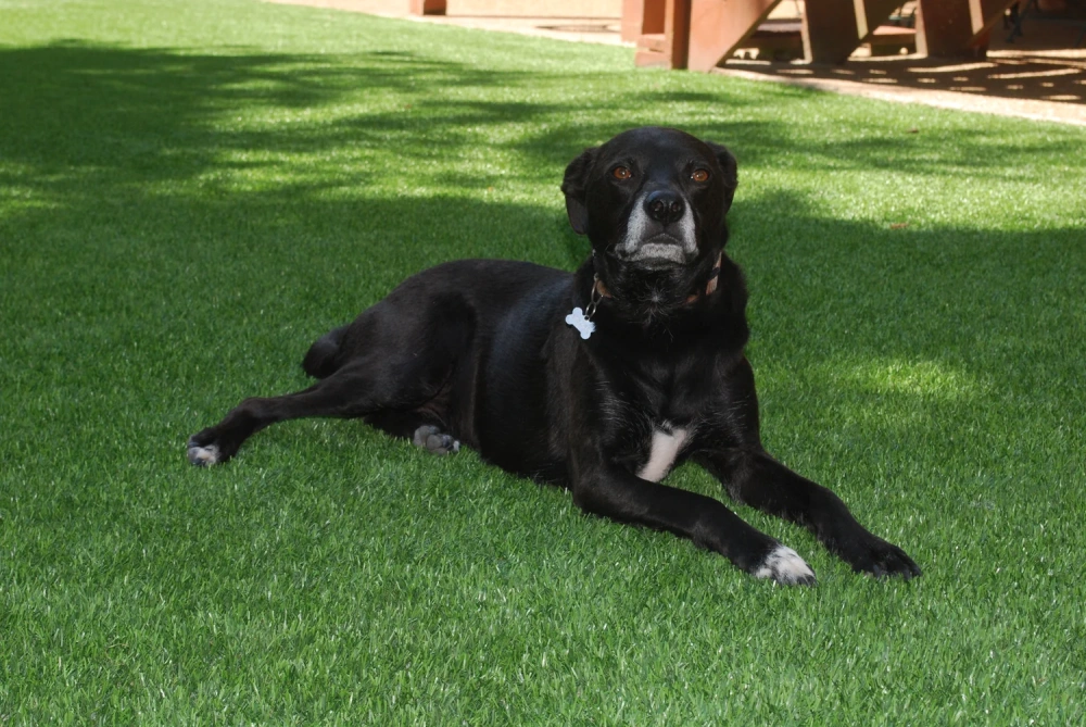 Black dog resting on a pet-friendly Albuquerque artificial turf backyard lawn