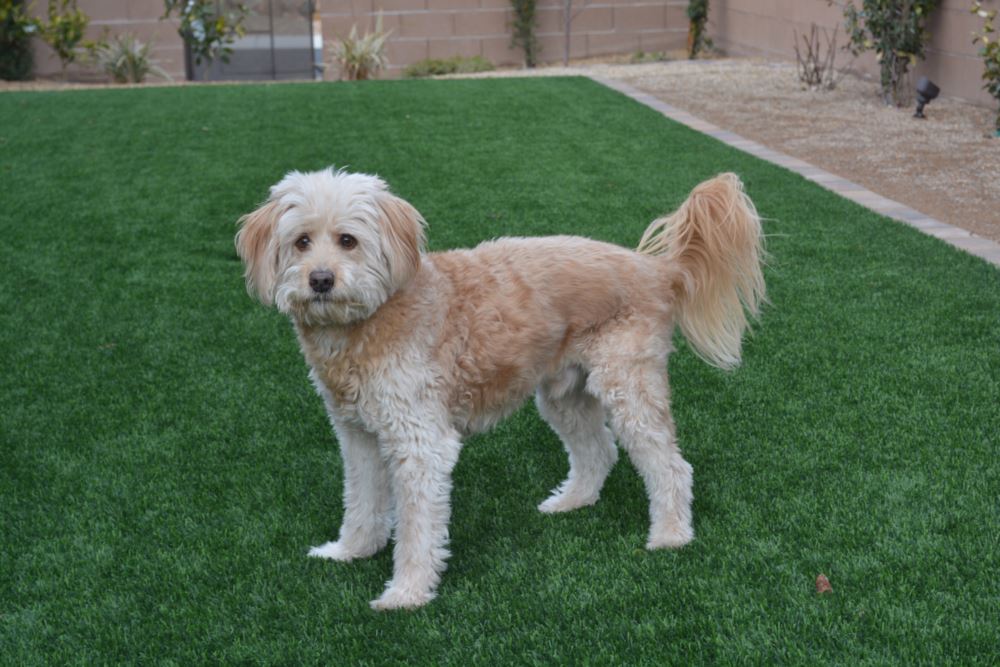 Albuquerque artificial grass landscaping