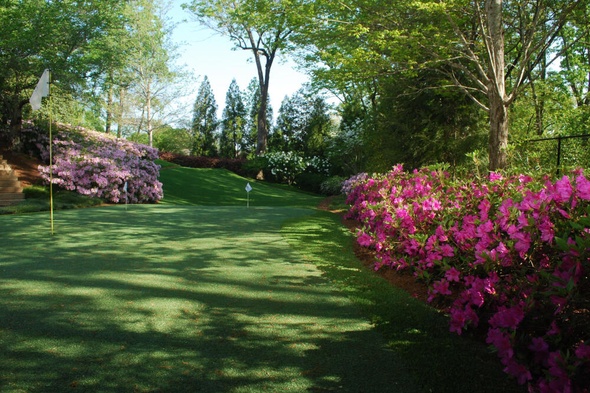Albuquerque backyard putting green grass with flags and pink flowers