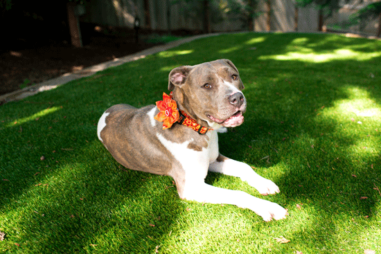 Synthetic Turf for Dogs